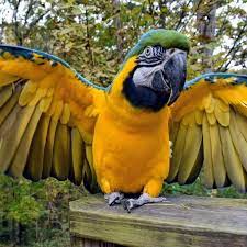 Blue and Gold Macaw parrot