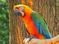 Catalina Macaw parrot for sale
