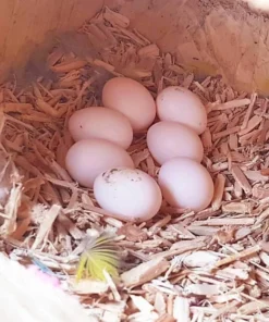 Eclectus Parrot Eggs