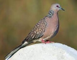 Dove for sale