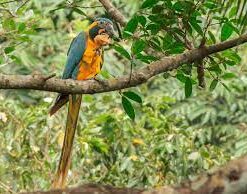 Blue Throat Macaw parrot