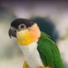 Black headed caique parrot for sale