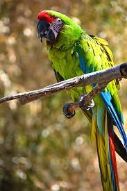 Buffon’s Macaw parrot