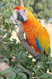 Camelot Macaw parrot