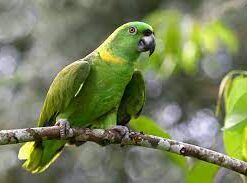 Blue fronted Amazon