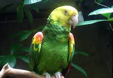 Double yellow head Amazon parrot
