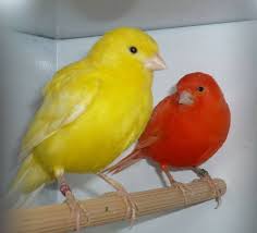 canary for sale